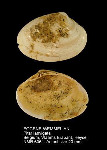 EOCENE-WEMMELIAN Pitar laevigata.jpg - EOCENE-WEMMELIAN Pitar laevigata (Lamarck,1806)